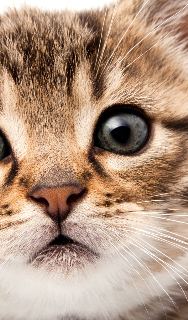 Удивленный взгляд котенка