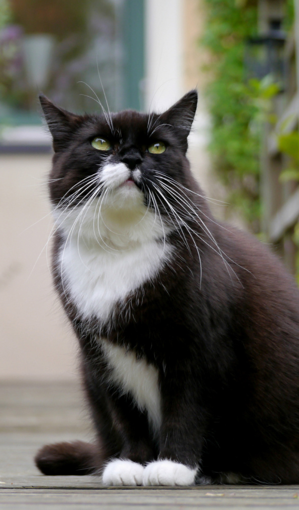 Черно белый кот
