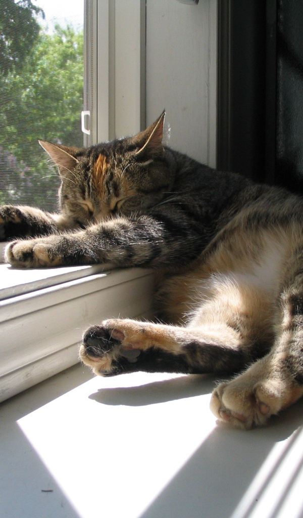 Кот спит у окна