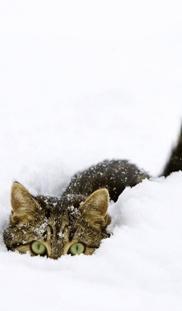 Кот прячется в снегу