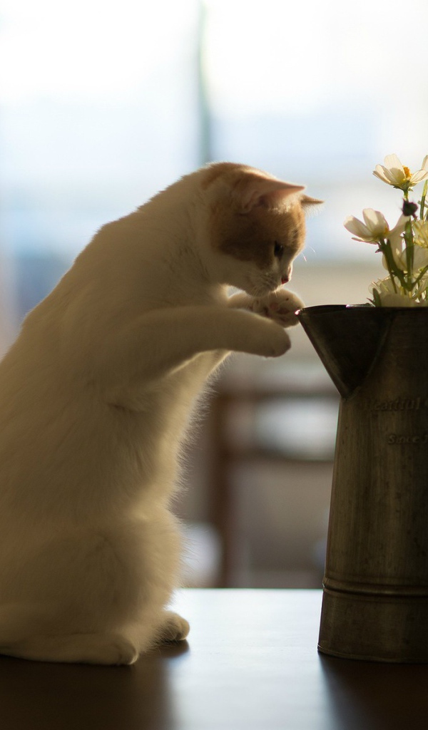 Кот у кувшина с цветами