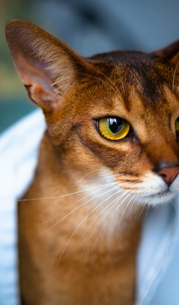 Кот в белом полотенце