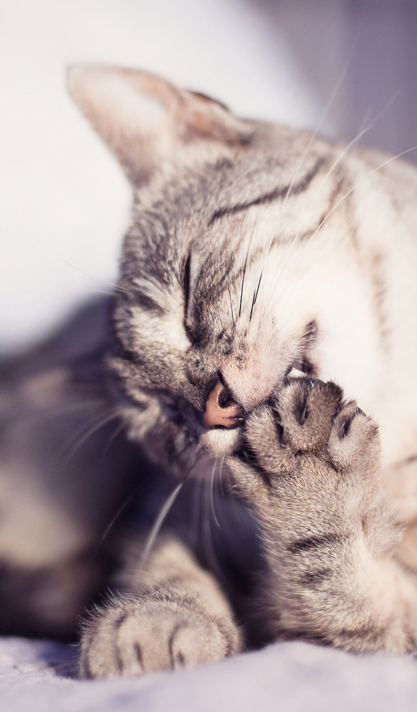 Кошка лижет лапу