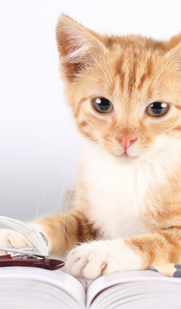 Кошка лежит около книг