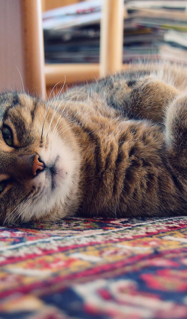 Кошка лежит на ковре