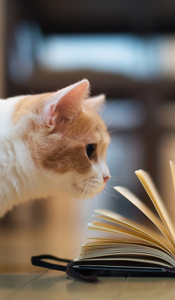 Кошка играет книгой