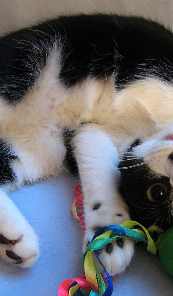 Кот играет с игрушкой
