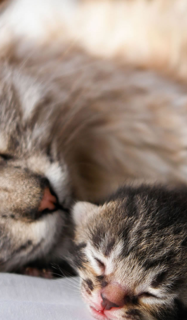 Кошка с котенком спят