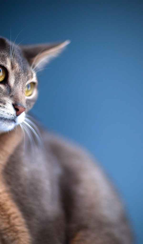 Кошка с большими ушами