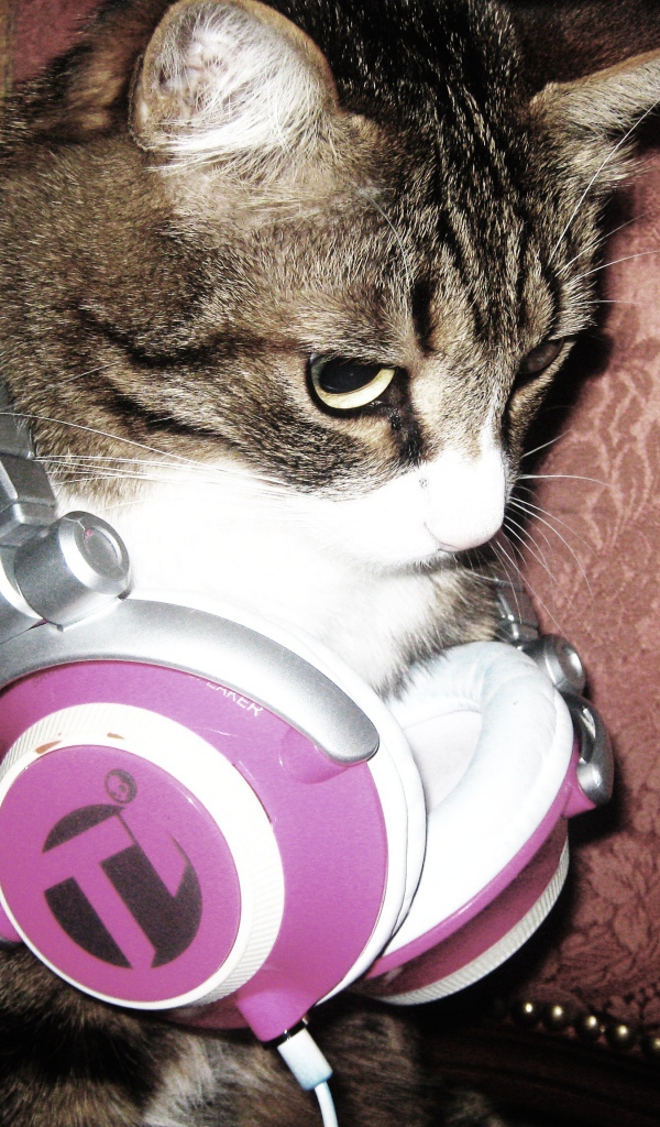 Кот с наушниками