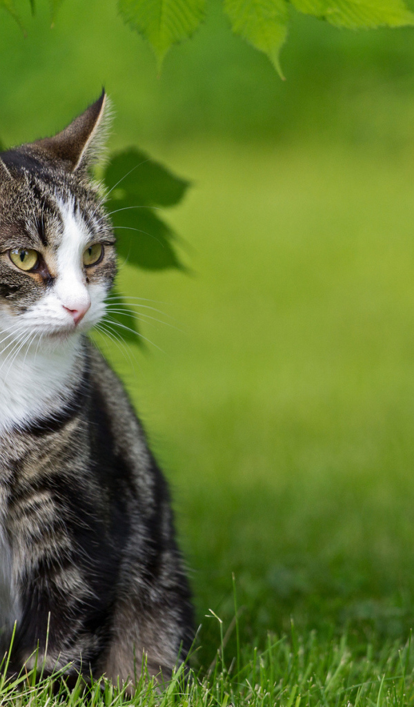Кот с белой грудкой