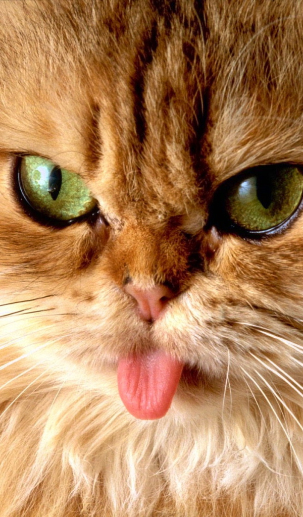 Пушистый кот показал язык