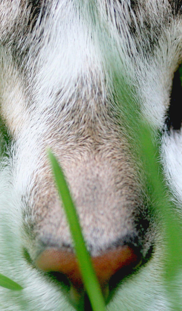 Зеленые глаза и зеленая трава