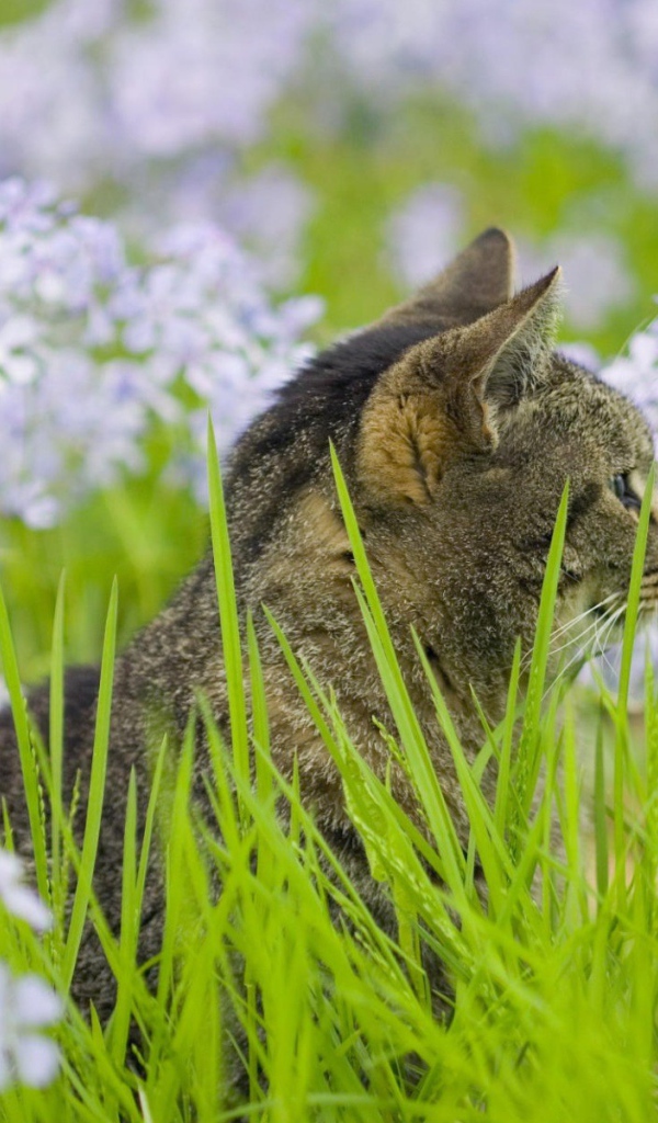 Серый кот в цветах