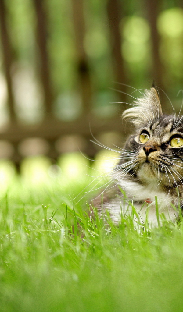 Серый кот лежит на траве