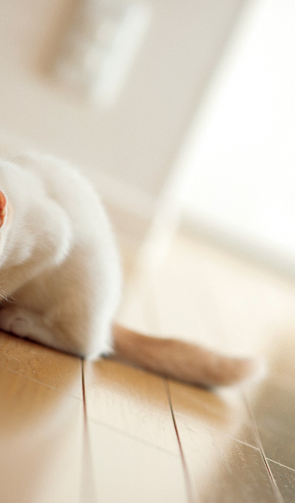 Котенок пьет молоко