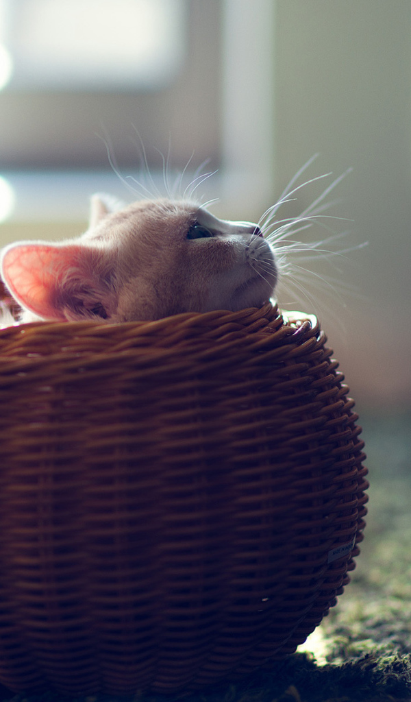 Котенок в круглой корзине