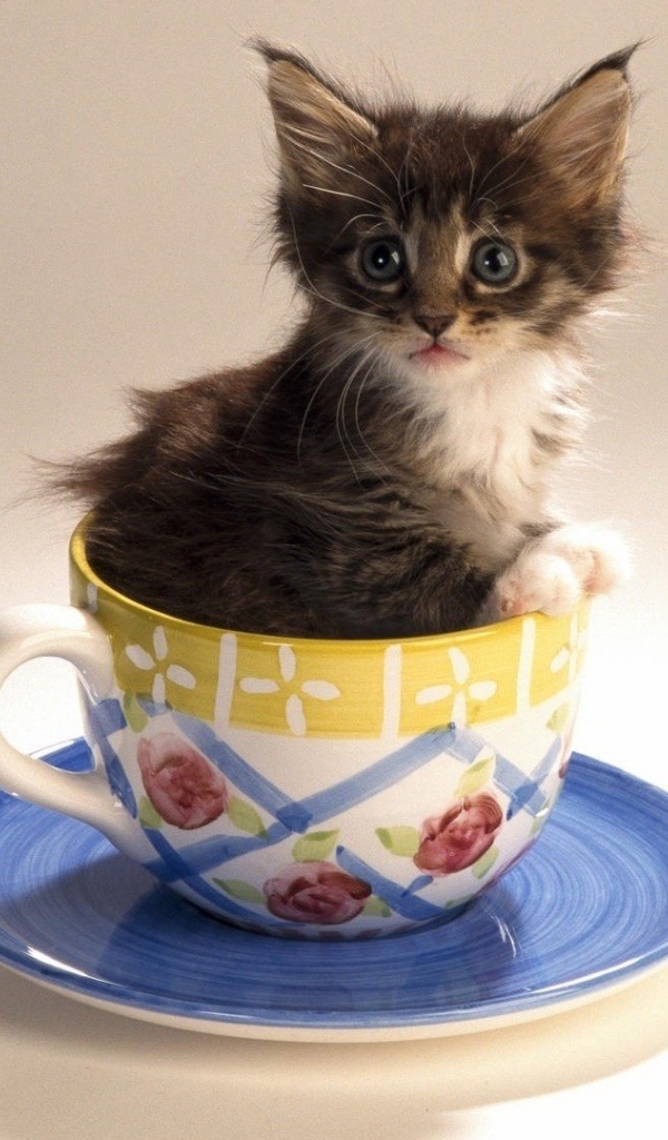 Котенок в чайной чашке