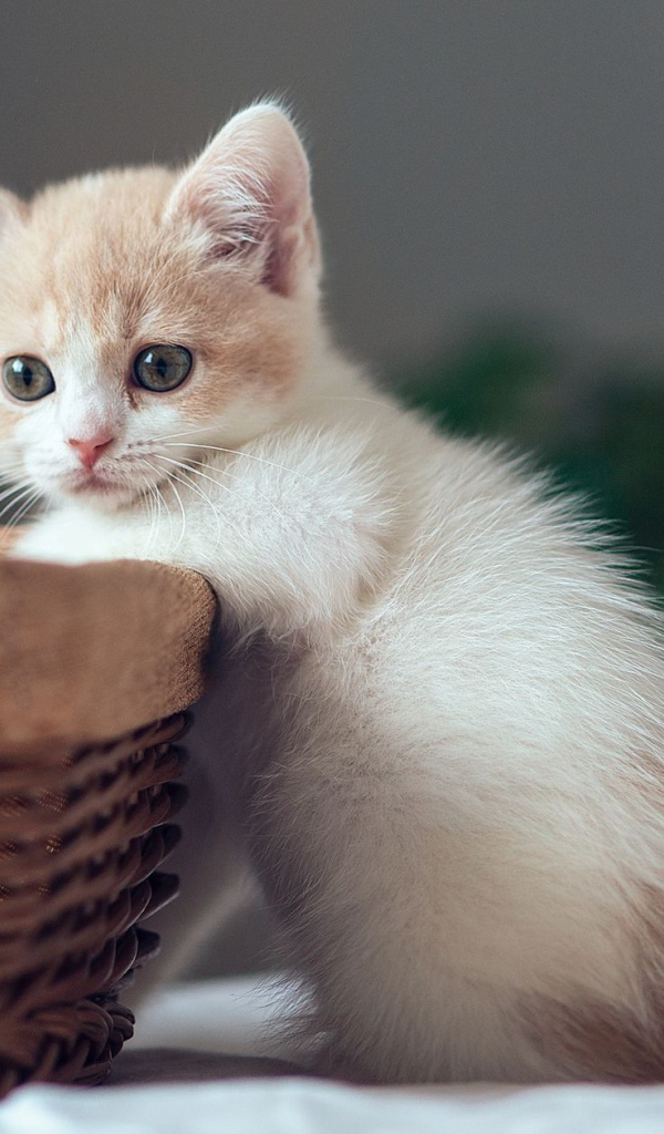 Котенок у корзины