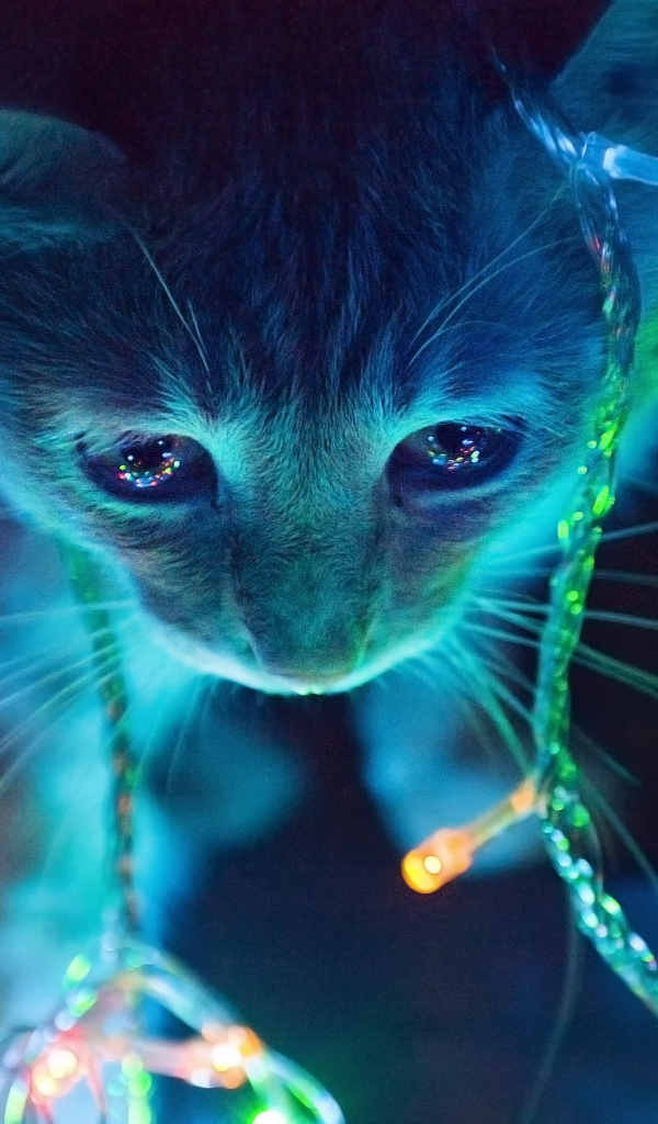 Котенок в свете гирлянды