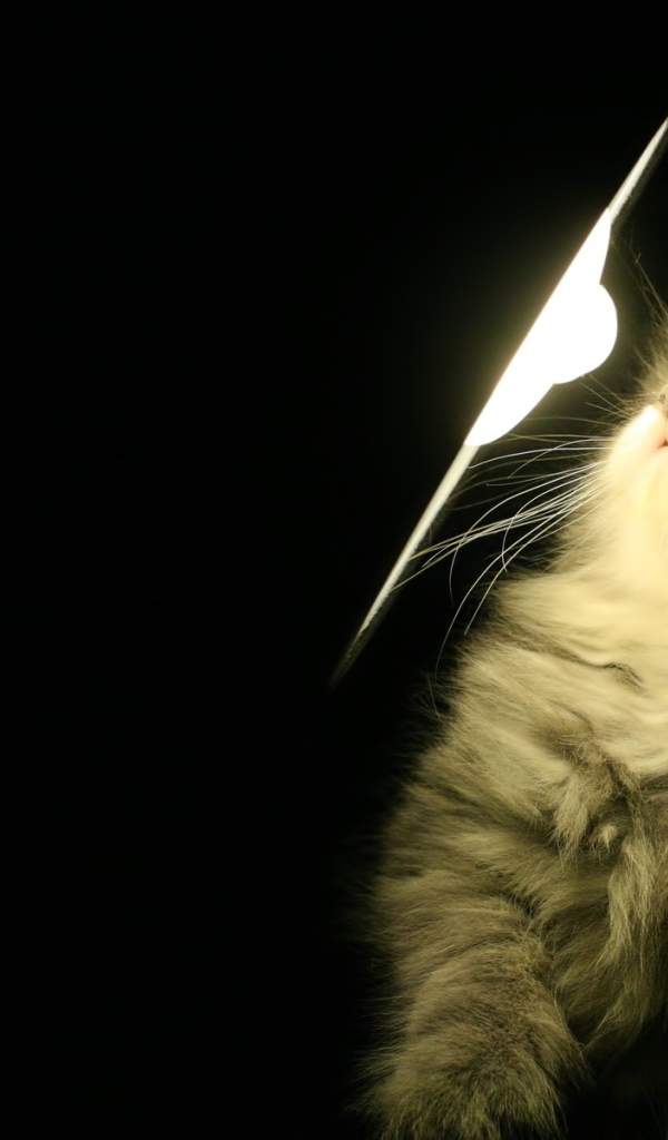 Котенок у лампы