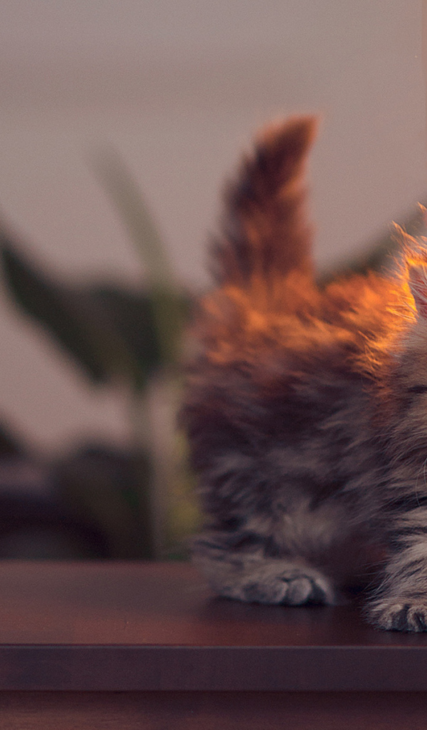 Котенок около лампы