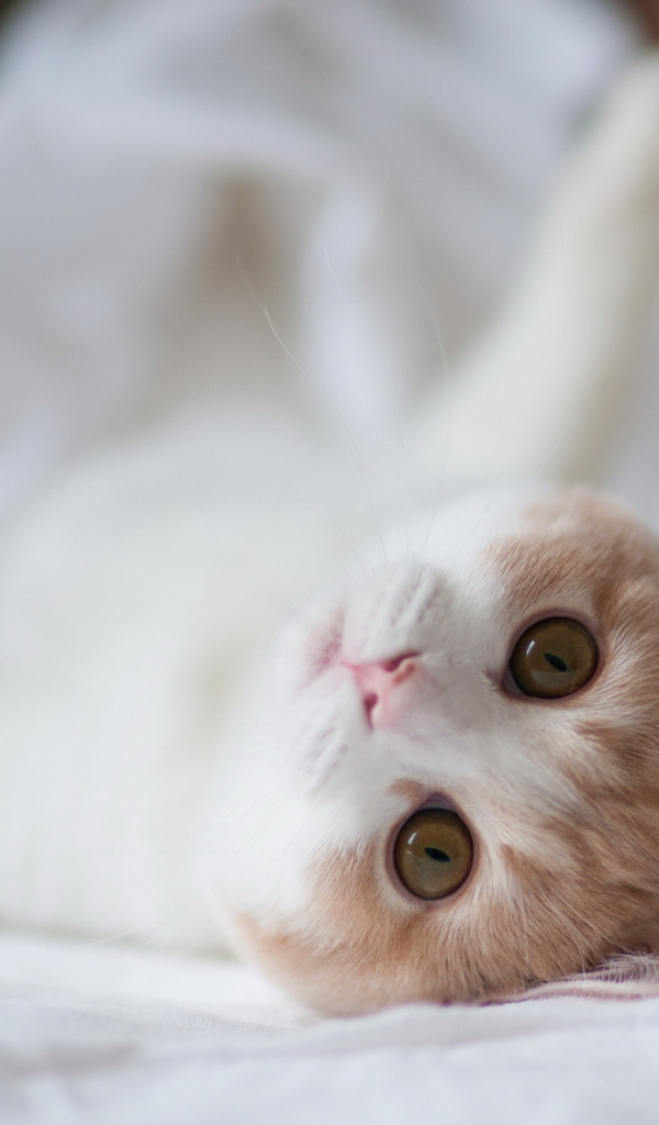 Котенок на белой постели