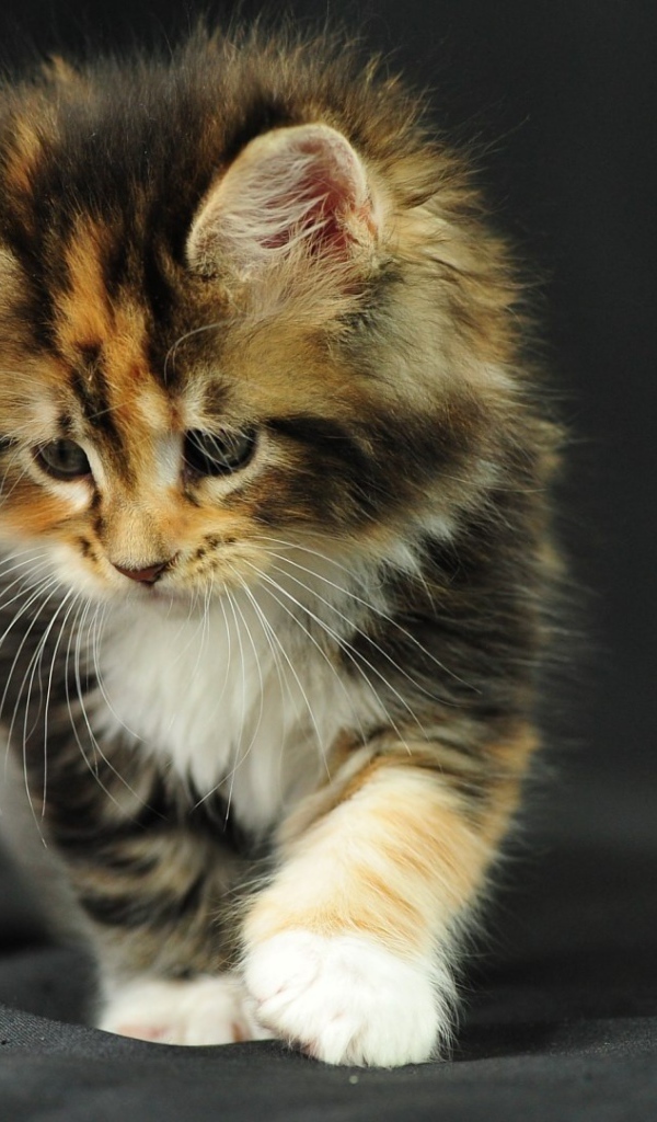 Котенок на черной ткани