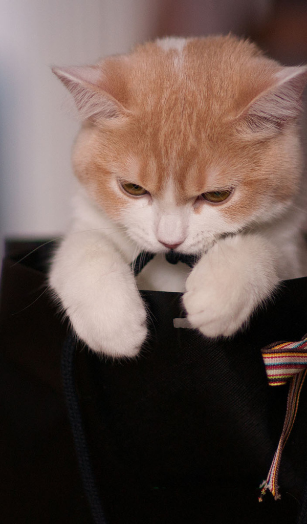 Котенок в пакете с бантом