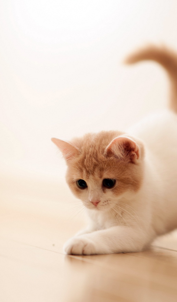 Котенок играет на полу