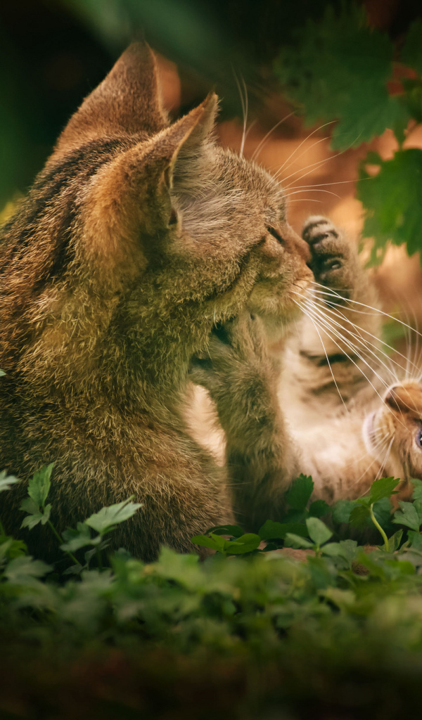 Котенок играет с кошкой