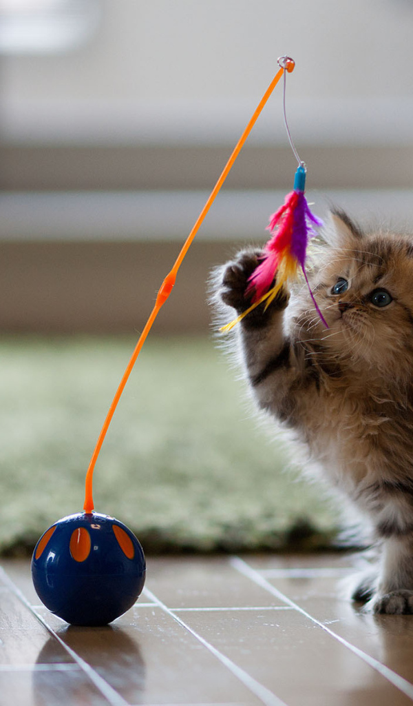 Котенок играет с перьями