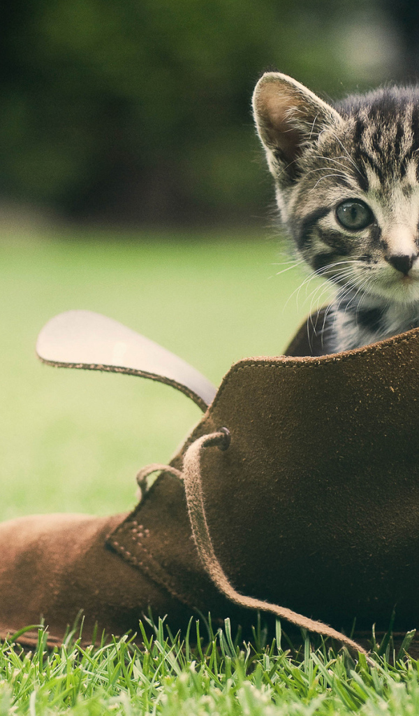 Котенок сидит в ботинке