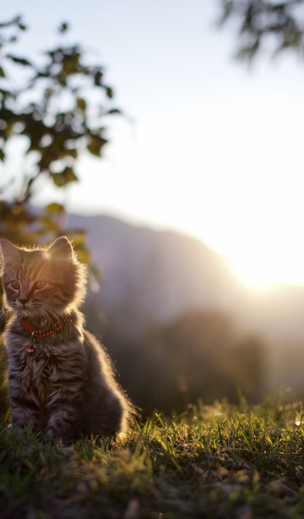 Котенок сидит на траве