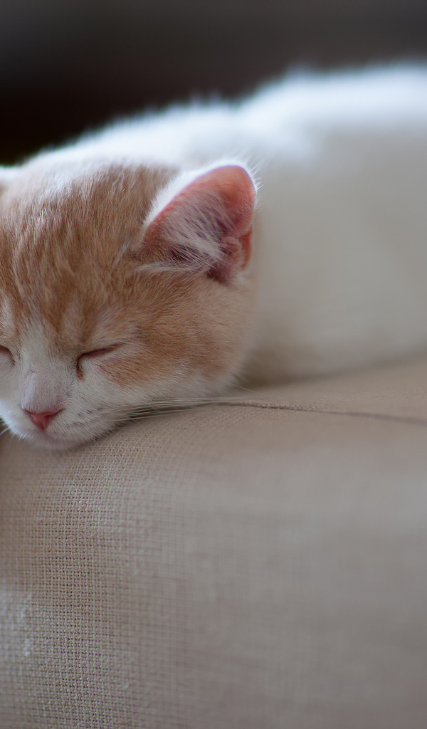 Котенок спит