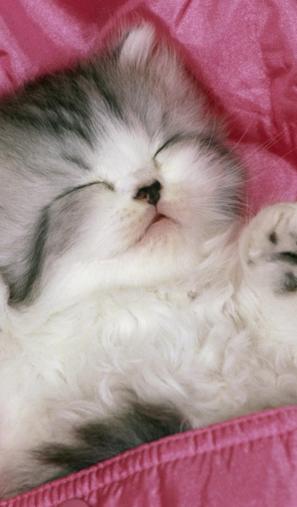 	   Kitten sleeps up legs