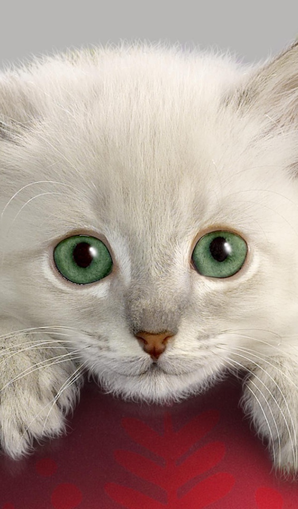 Котенок с Новогодней игрушкой