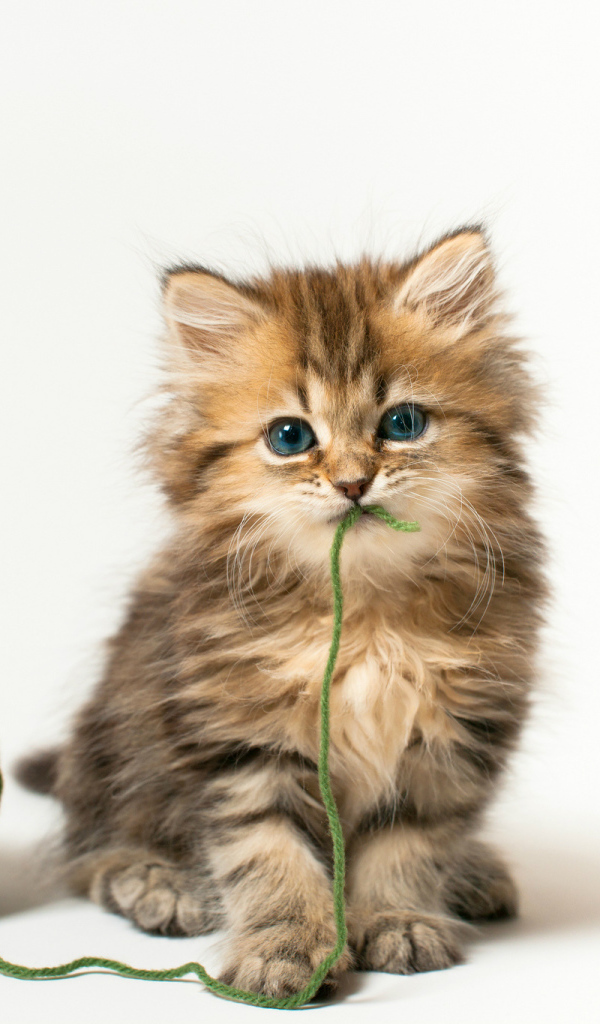 Котенок с клубком ниток