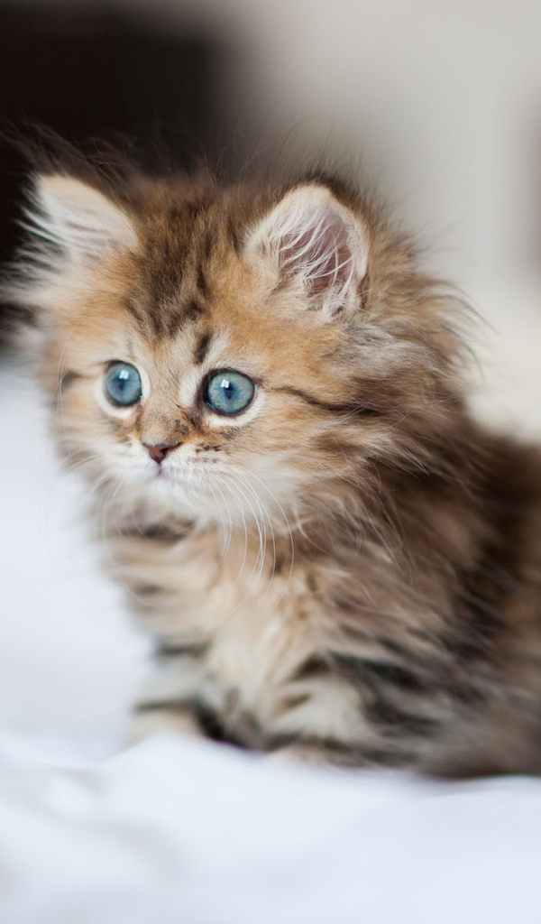 Котенок с голубыми глазами