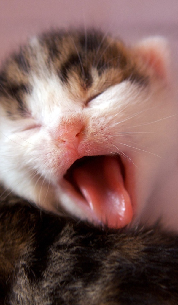 	   Kitten yawns