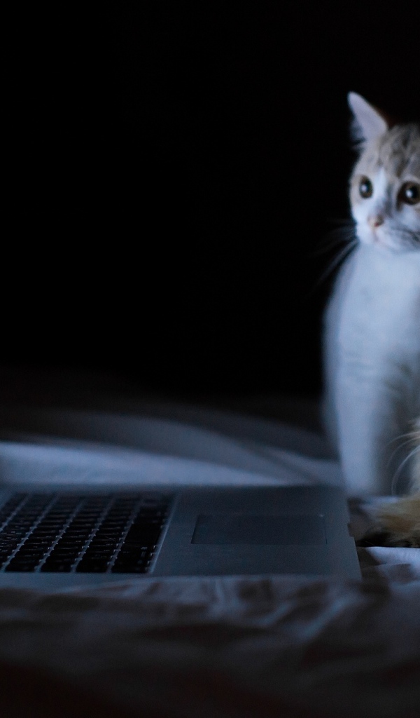 Котята у ноутбука