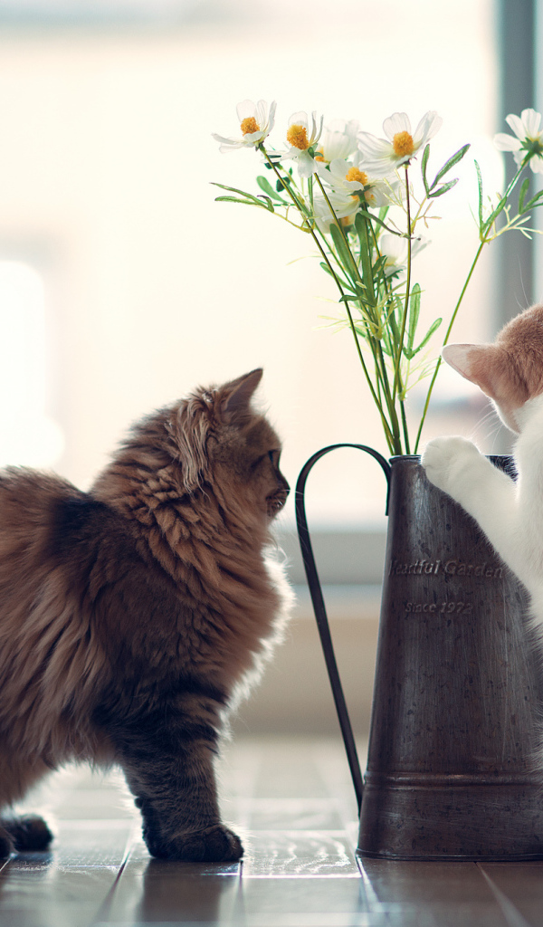 Котята изучают цветок