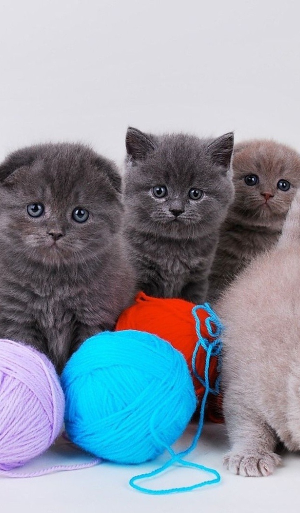Котята непоседы