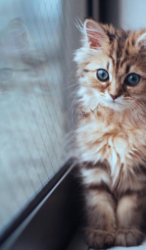 Котенок сидит у окна