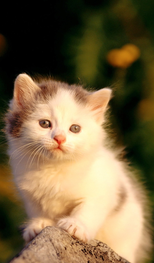 Маленький пушистый котенок