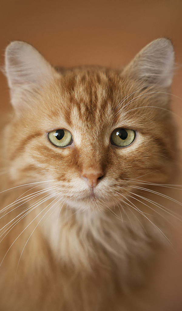 Портрет рыжего кота