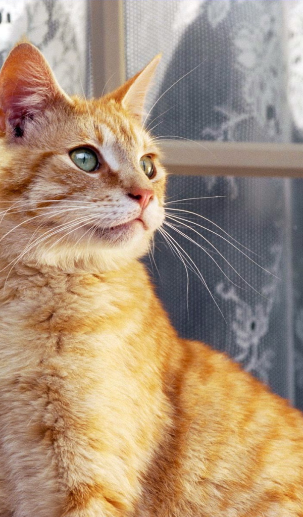 Рыжий кот около окна