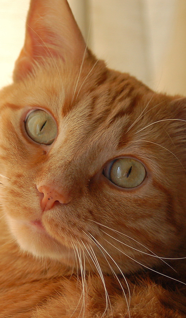 Рыжий кот с желтыми глазами