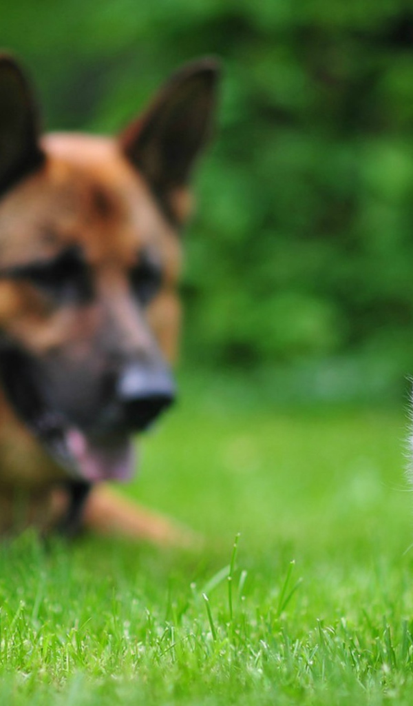 Овчарка выгуливает котенка