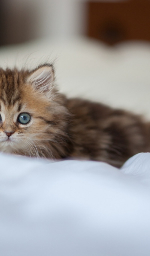 Испуганный взгляд котенка